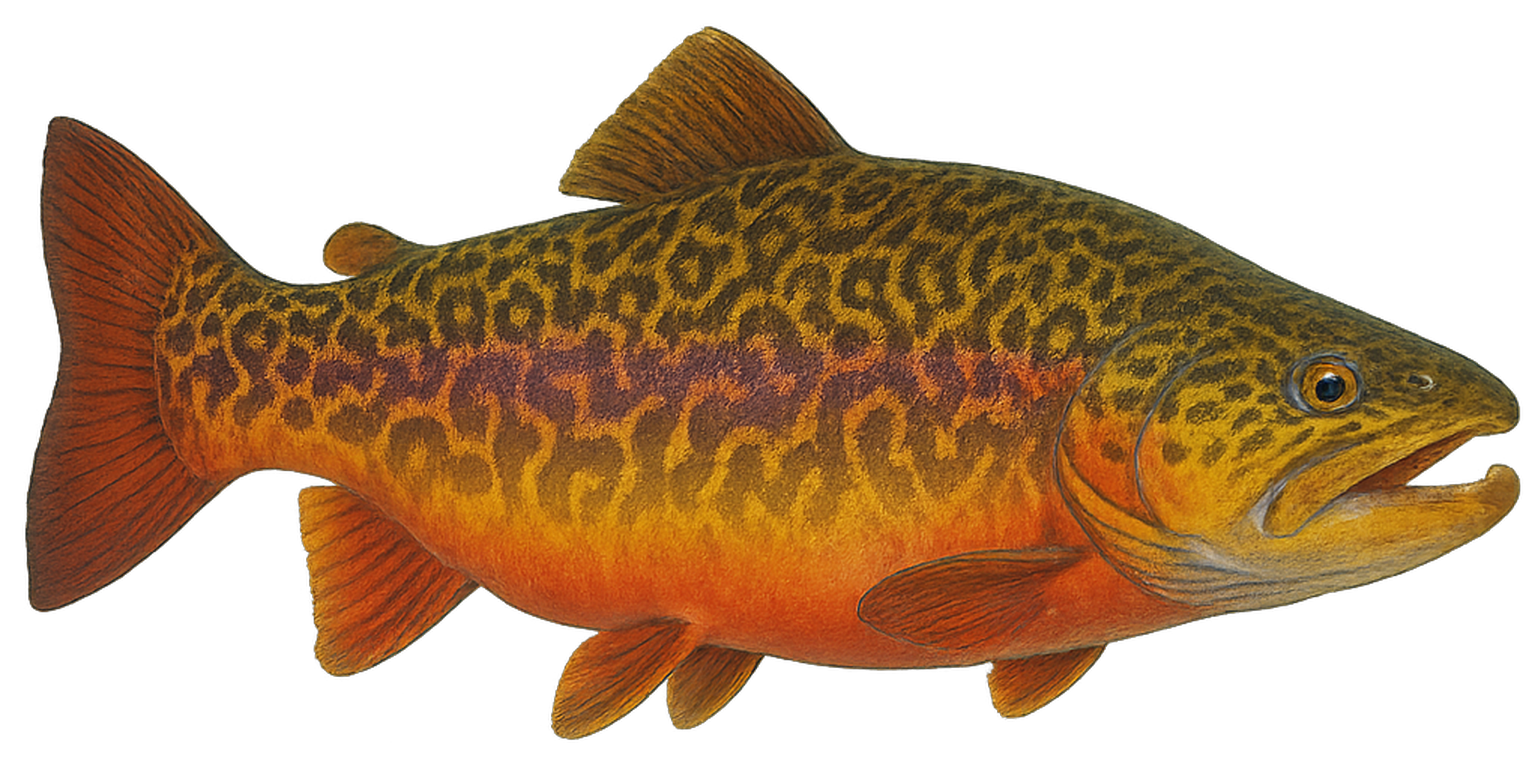 Super Detailed Fishy Clothes